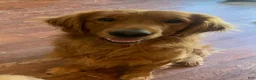 Golden Retriever dogs for sale: Lilac - light Purple Collarc female - Ad 5