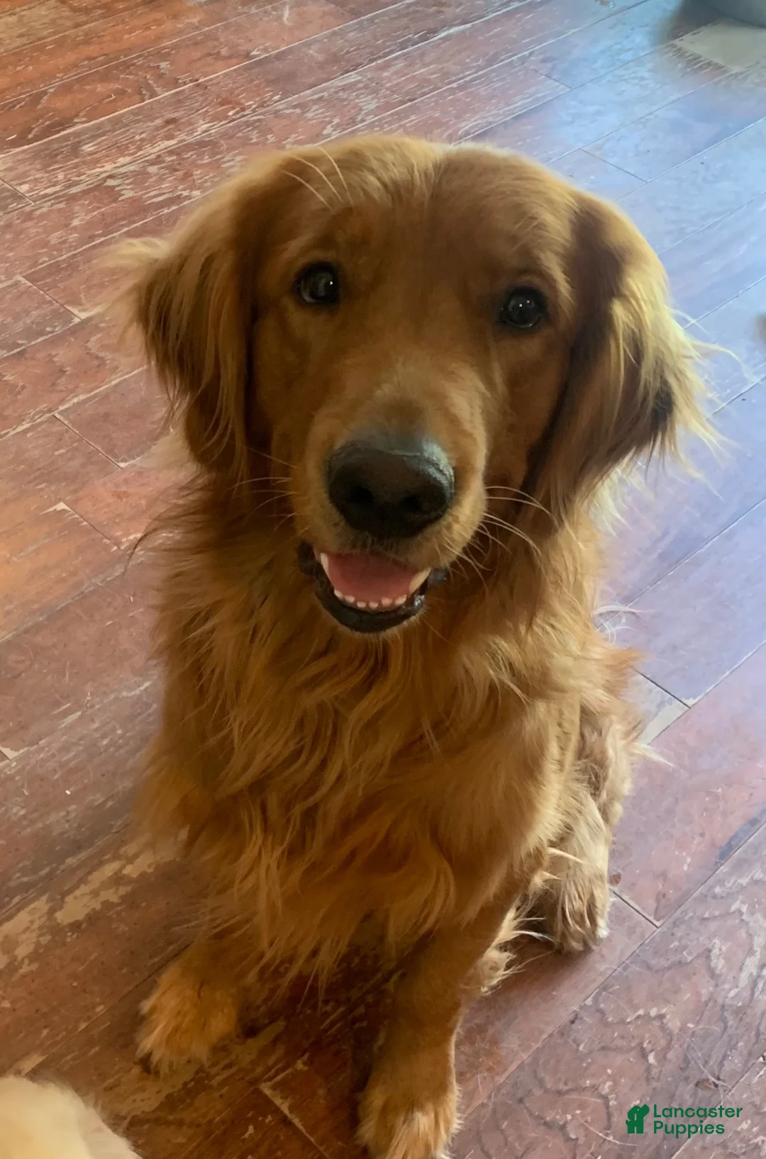 Golden Retriever dogs for sale: Lilac - light Purple Collarc female - Ad 5
