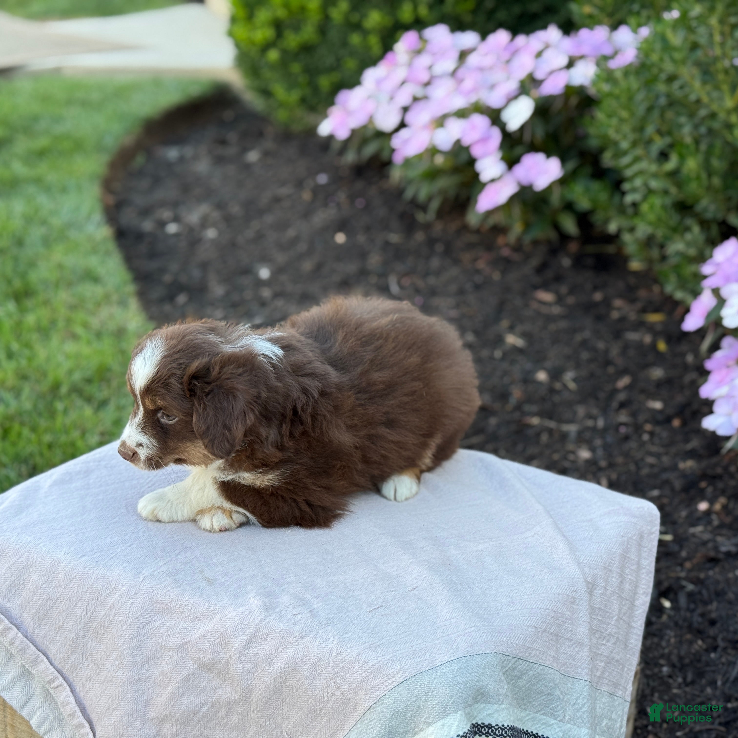 Miniature Australian Shepherd dogs Asher - Ad 2