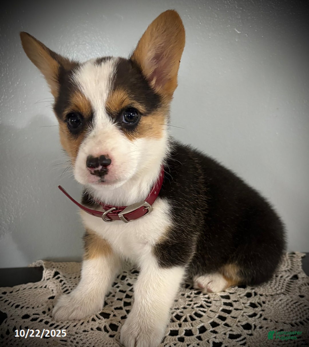 Welsh Corgi Pembroke dogs for sale: Pansy - Ad 4