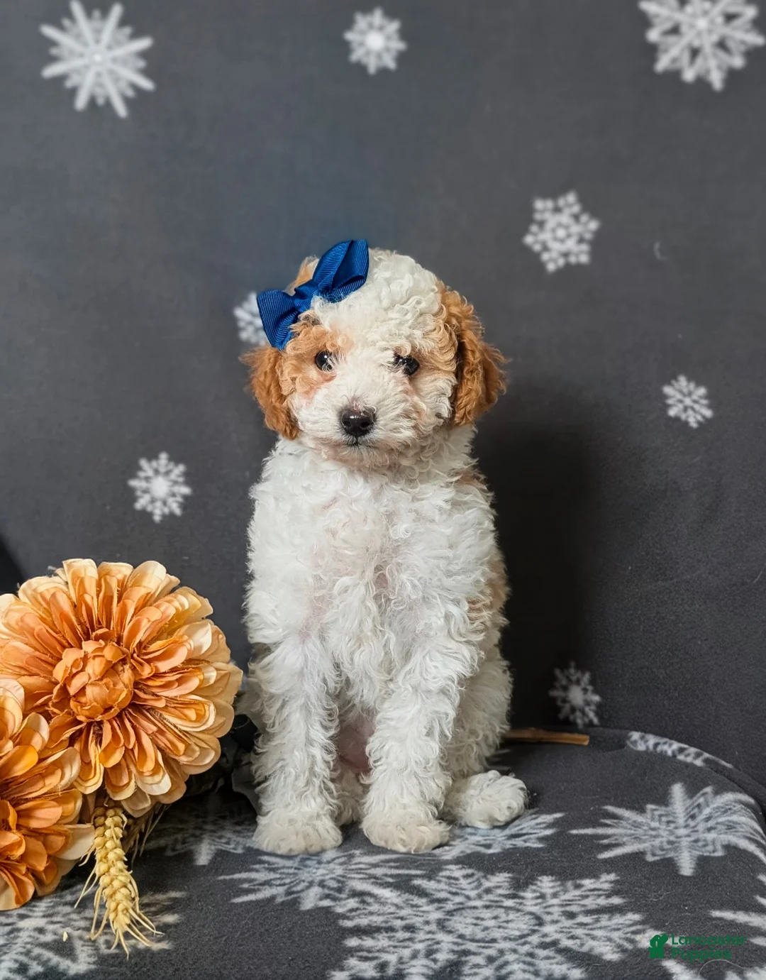 Toy Poodle dogs for sale: Giselle - Ad 2