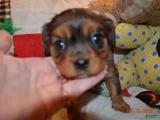 Cavalier King Charles Spaniel dogs Cavalier King Charles Spaniel Puppy 5- Jesse - Ad 6