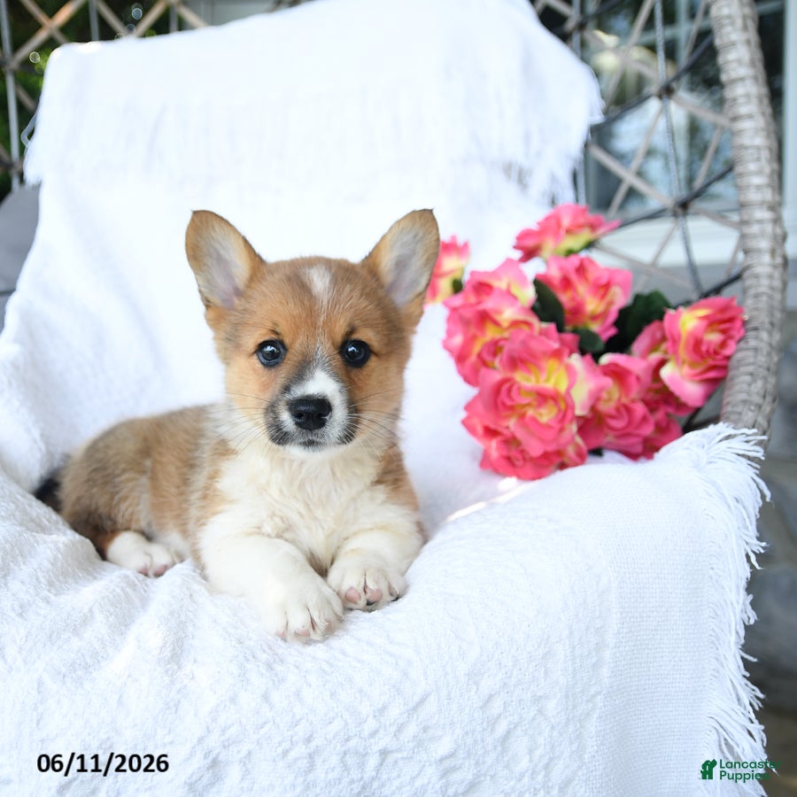 Welsh Corgi Pembroke dogs Kora - Ad 1