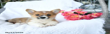 Kora