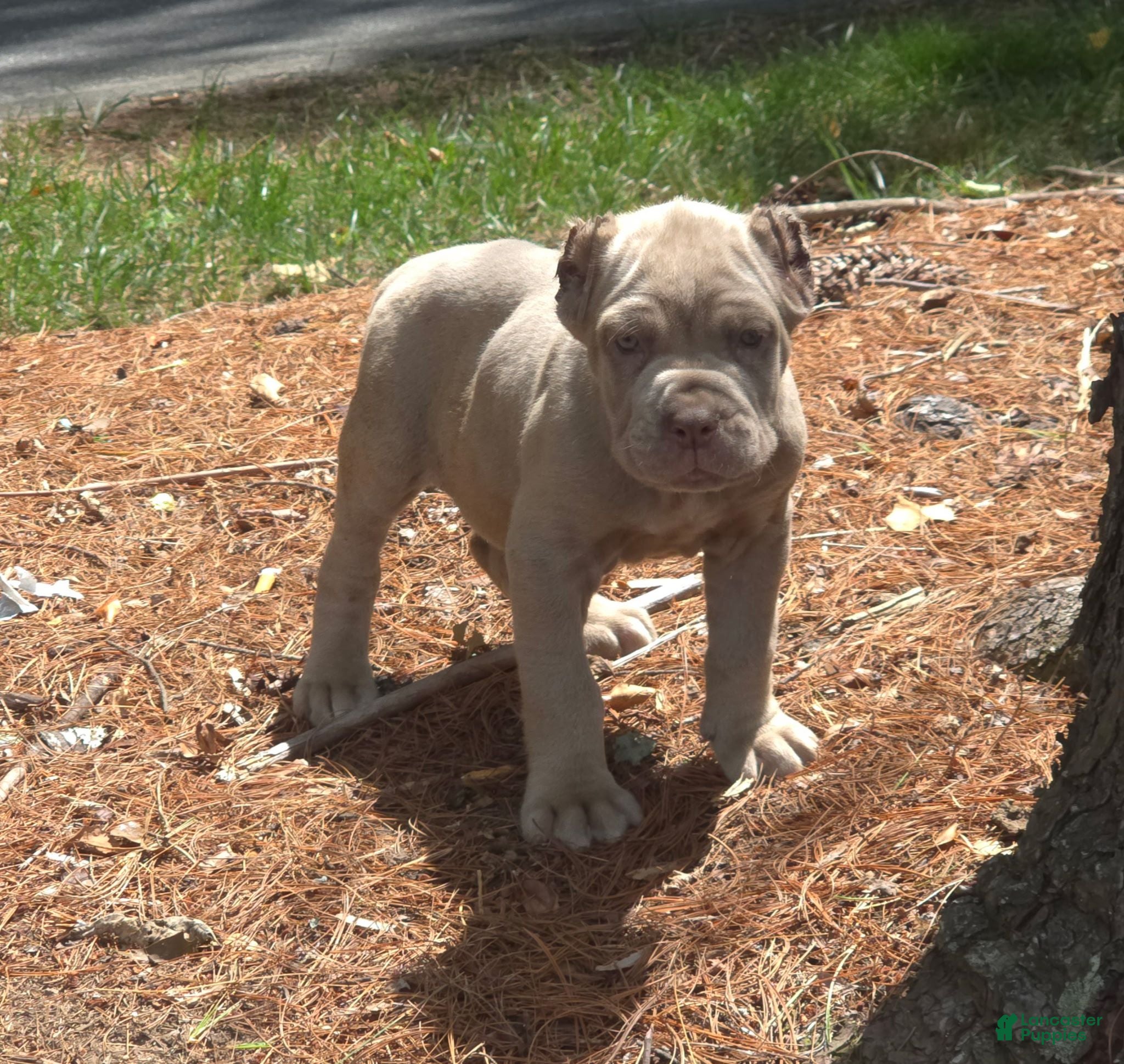 Cane Corso dogs Tupac - Ad 2