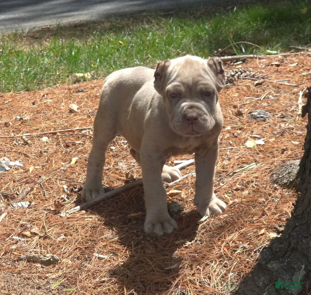 Cane Corso dogs for sale: Tupac - Ad 2