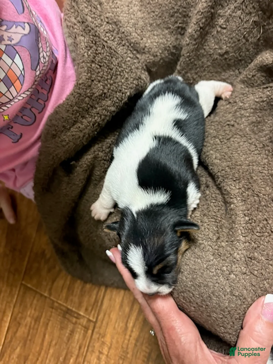 Jack Russell Terrier dogs for sale: Boy 2 - Ad 5