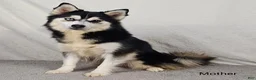 Pomsky dogs for sale: Sarge  - Ad 4