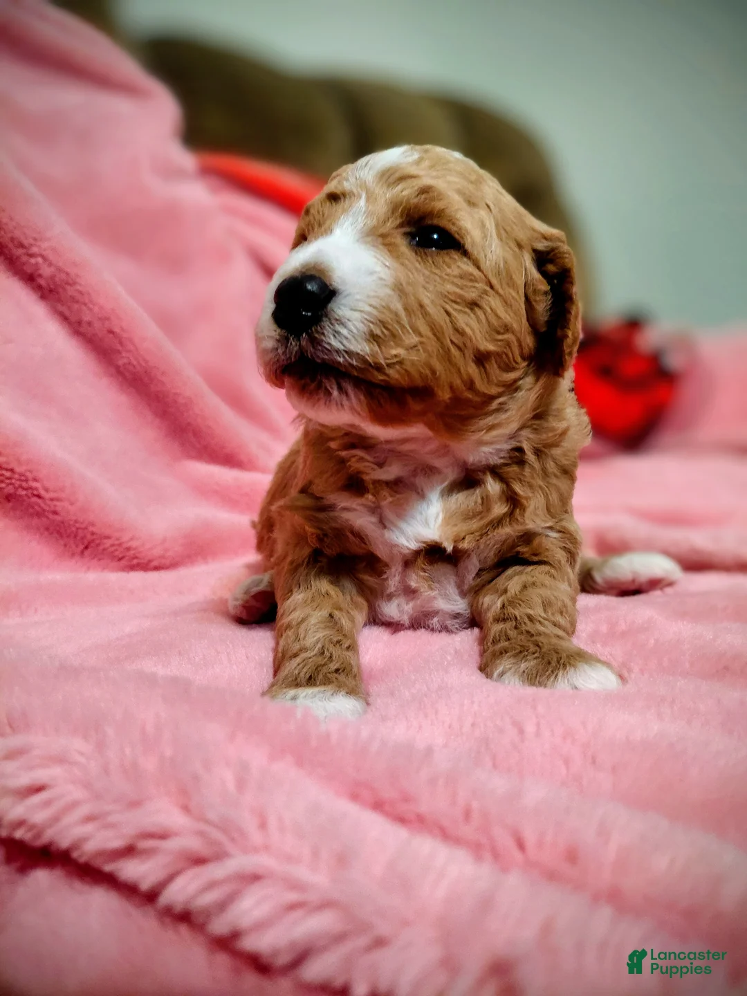 Mini Goldendoodle dogs for sale: Mini-Goldendoodle Puppy 1 - Ad 2