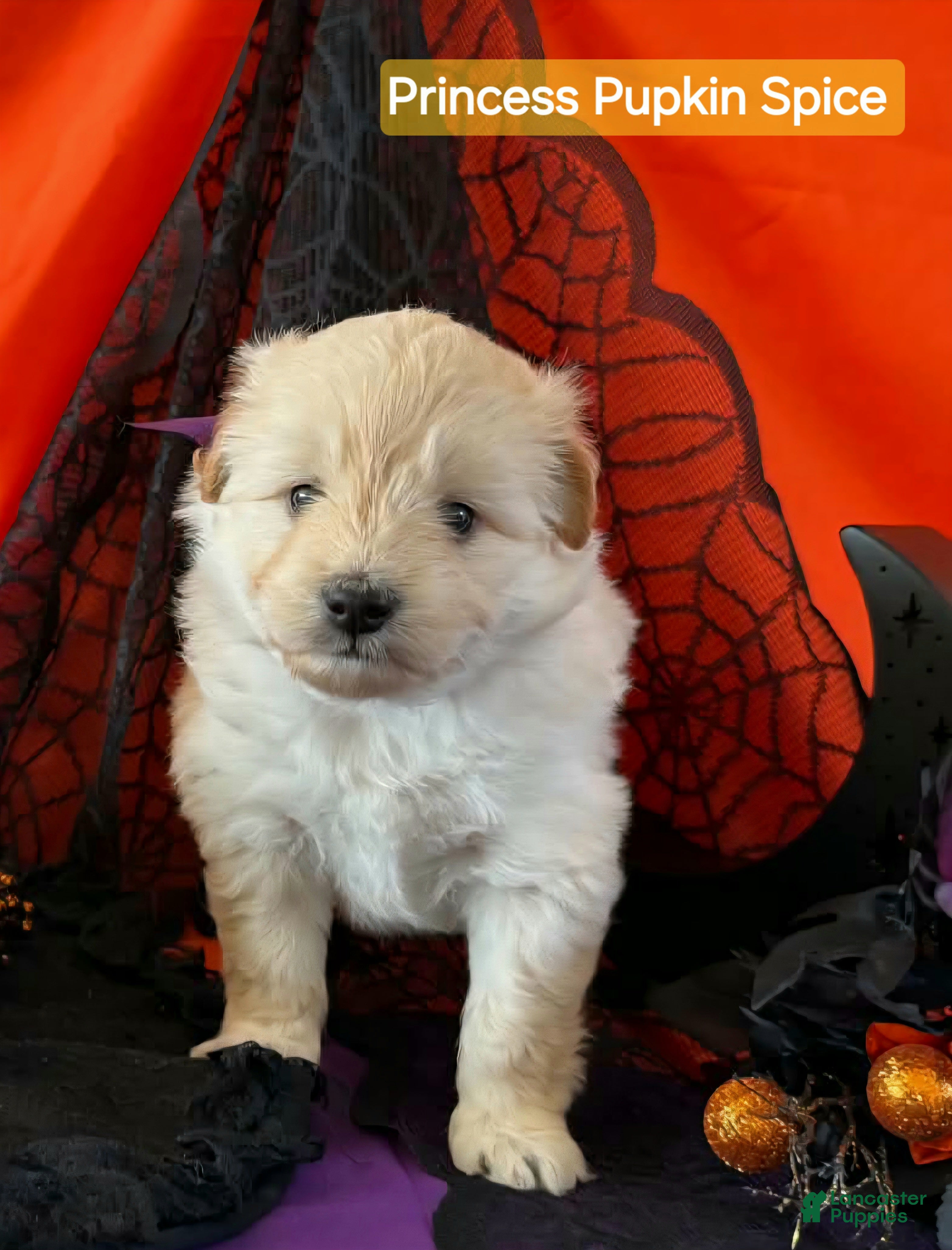 Mixed Breed dogs for sale: Samoyed - Poodle Doodle Sammypoo 5 - Ad 1