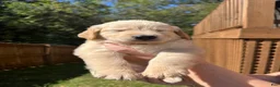 Golden Retriever dogs for sale: Golden Retriever Litter photos.  - Ad 6
