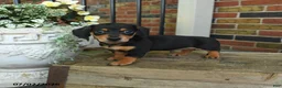Miniature Dachshund dogs for sale: Moose Tracks - Ad 3