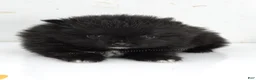 Pomeranian dogs for sale: Bubble's Black Boy - Ad 5