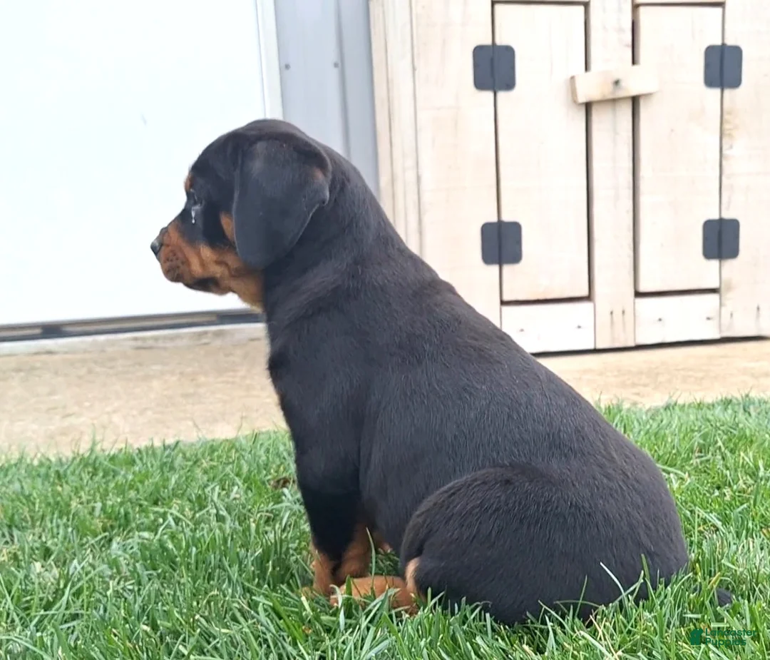 Mixed Breed dogs for sale: Carl - Ad 2