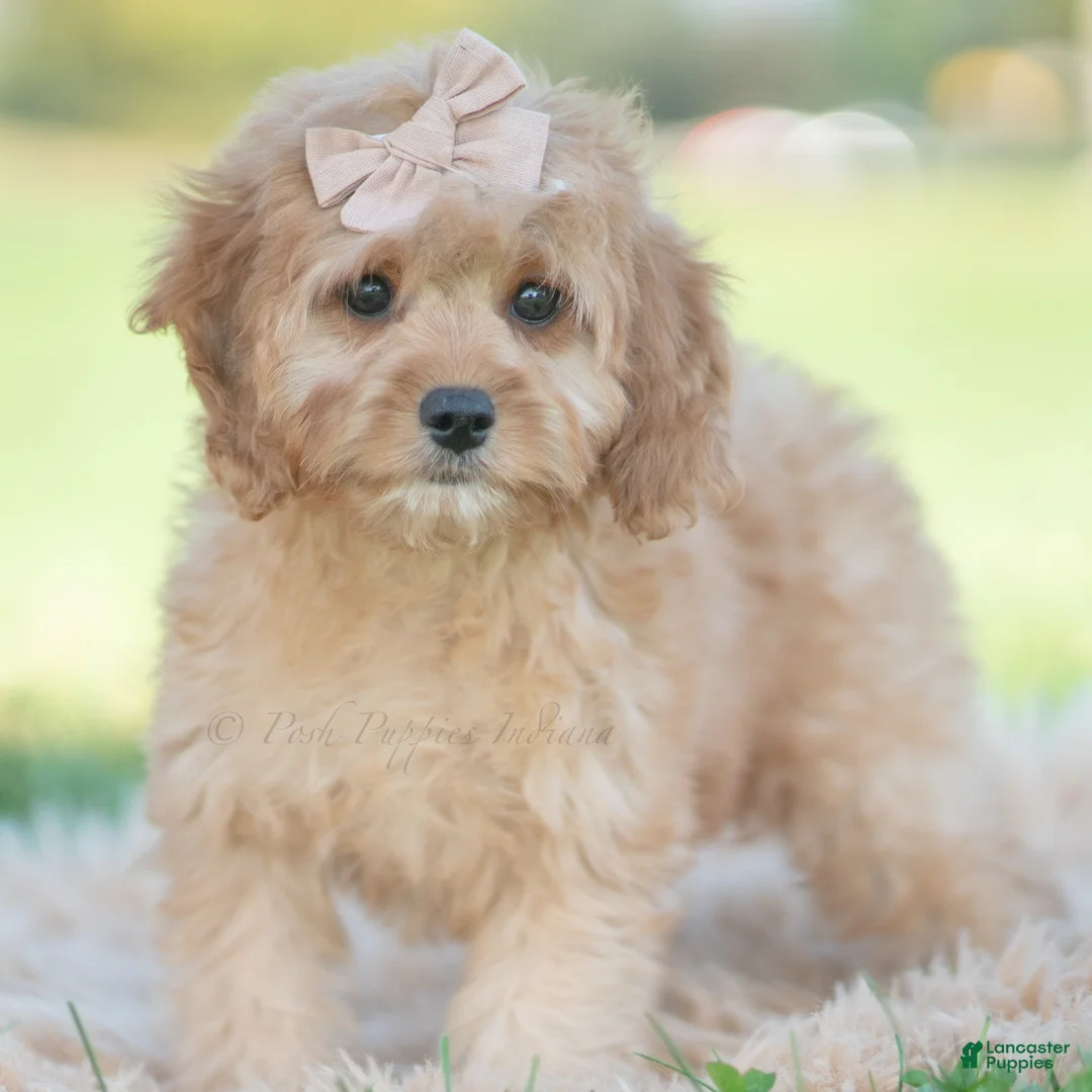 Cavapoo dogs for sale: Doodle - Ad 1