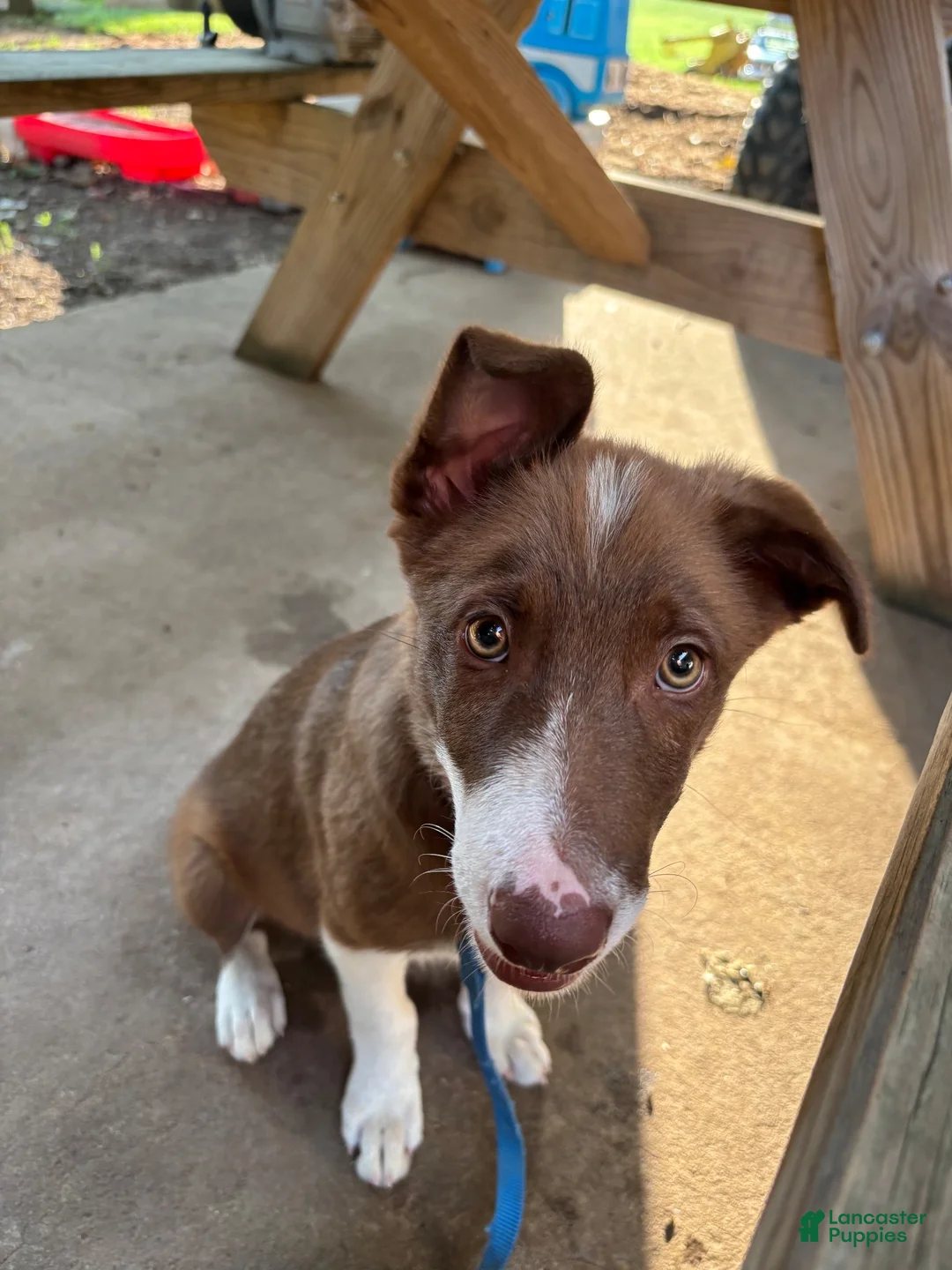 Border Collie dogs for sale: Boy 1 - Ad 2