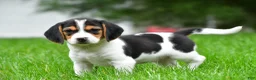 Beagle dogs for sale: Bee - Ad 5