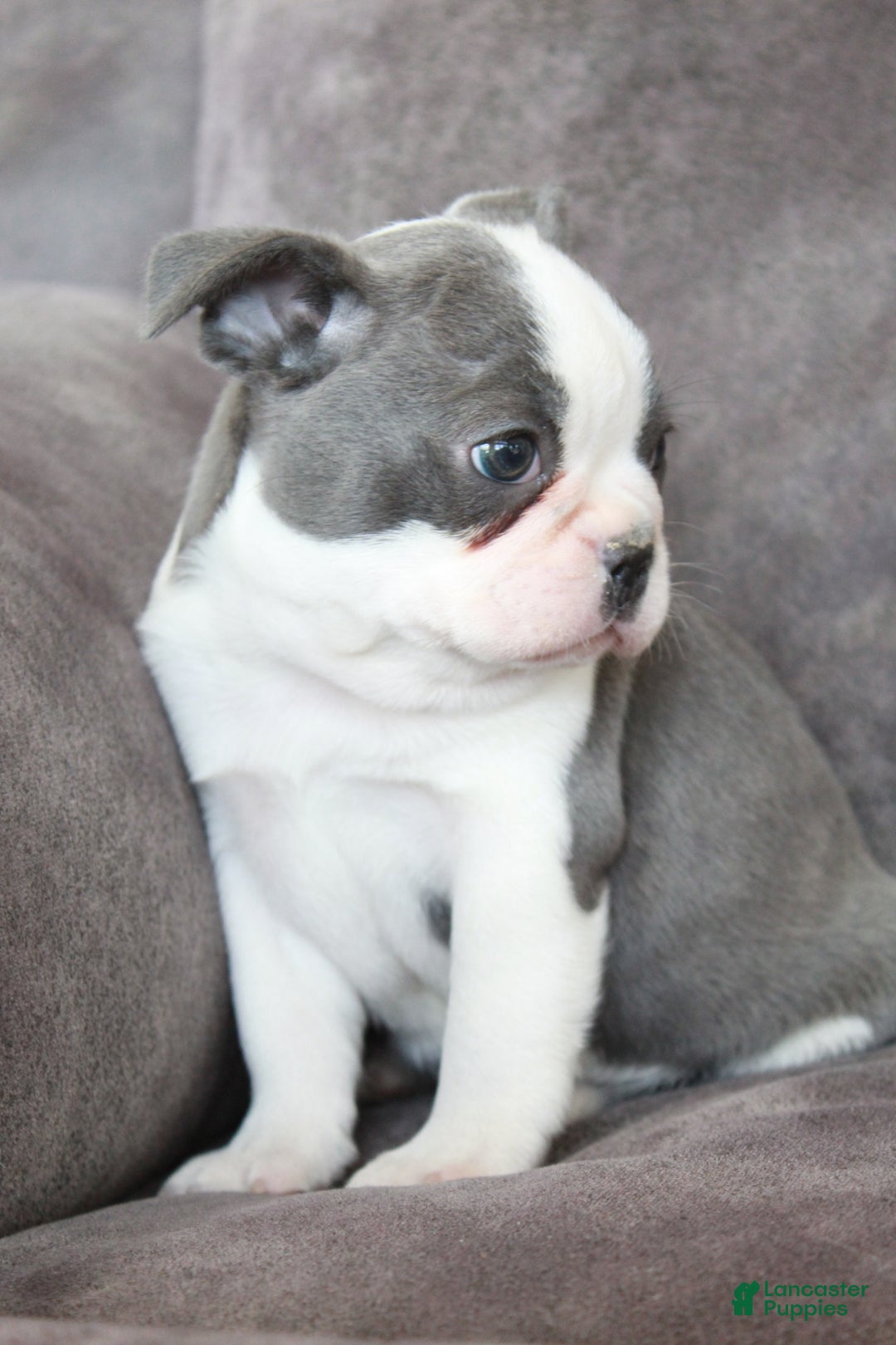 Frenchton dogs for sale: Frenchie  - Ad 7