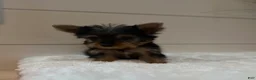 Yorkshire Terrier dogs for sale: Tinkerbell  - Ad 5
