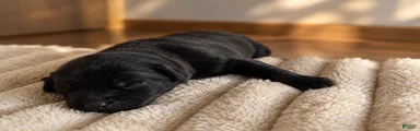Puppy 7