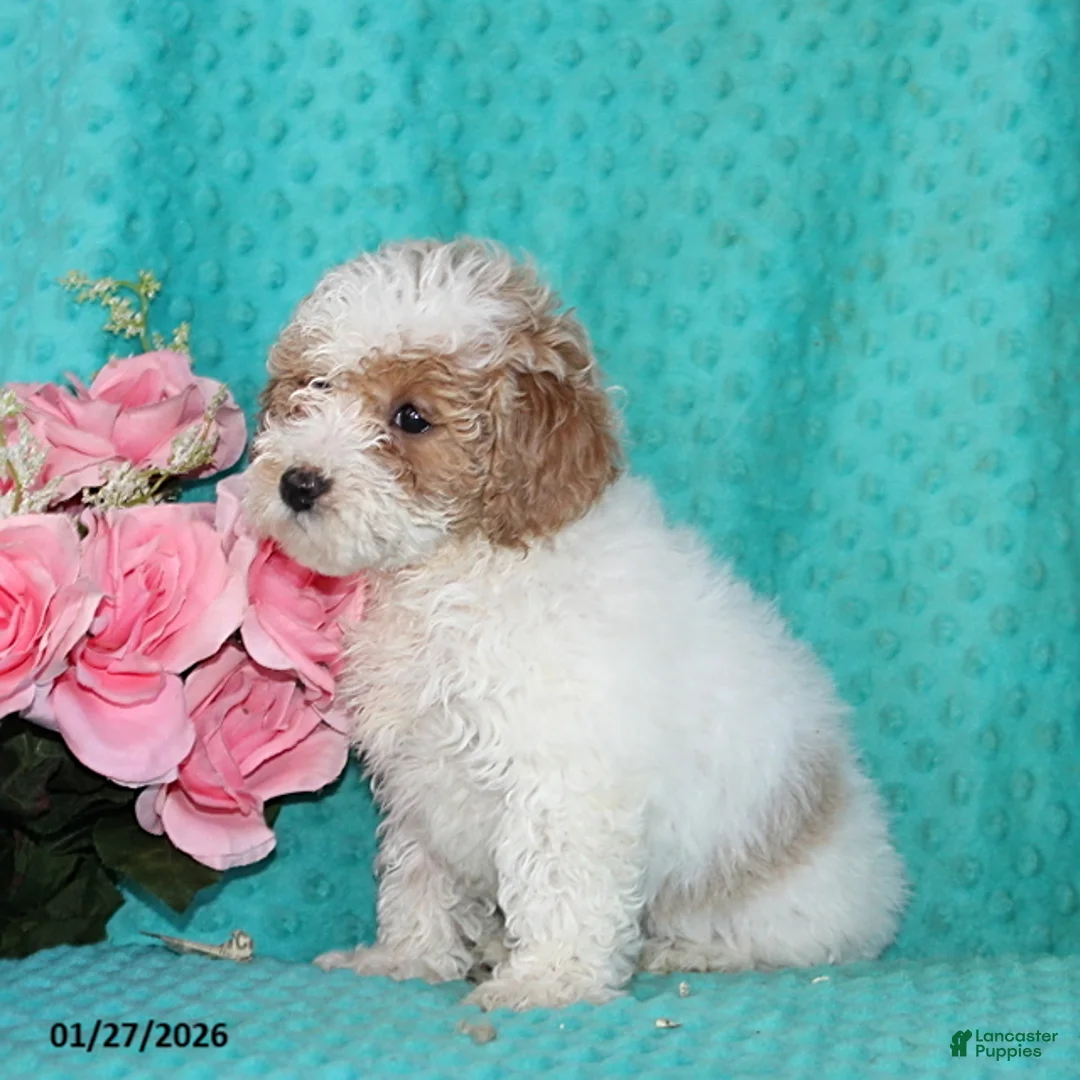 Bichpoo dogs for sale: Hillary - Ad 3