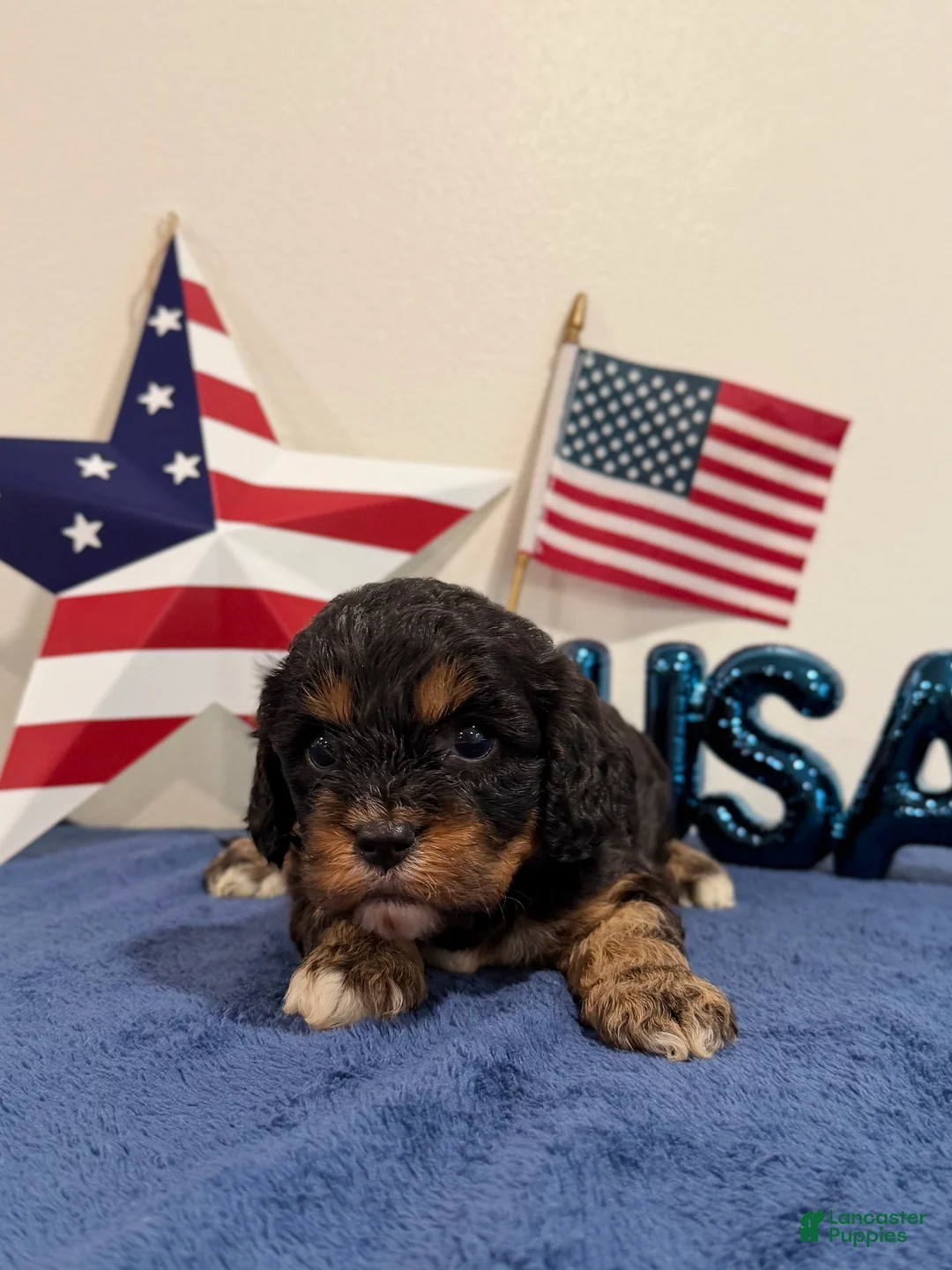Cavapoo dogs for sale: Boomer - Ad 2