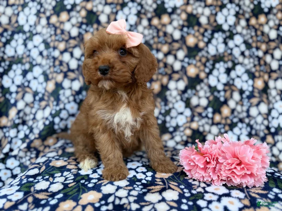 Cavapoo dogs for sale: Mia - Ad 3