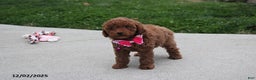 Toy Poodle dogs for sale: Paige - Ad 3