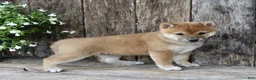 Shiba Inu dogs for sale: Cookie - Ad 5