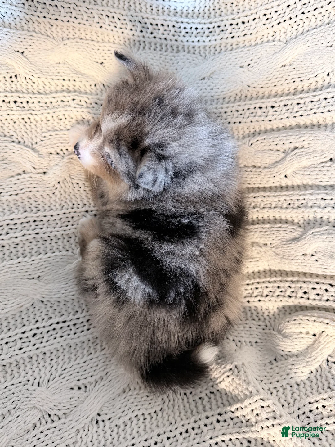 Pomsky dogs for sale: boe - Ad 2