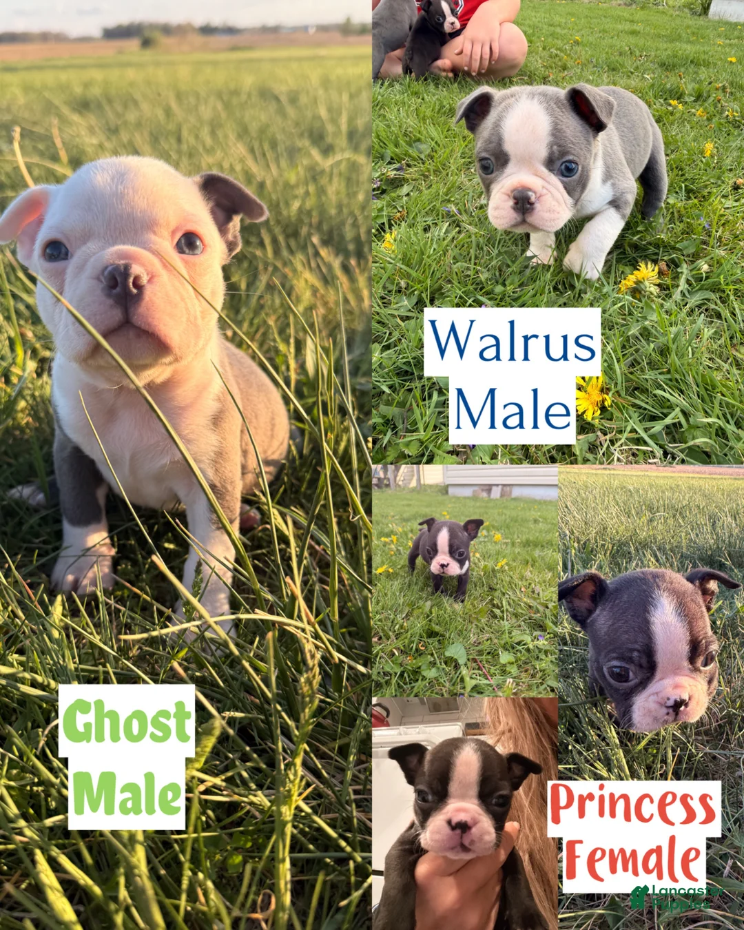 Mixed Breed dogs for sale: Male 1 - Ad 8