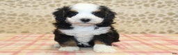 Mini Bernedoodle dogs for sale: Nate - Ad 20