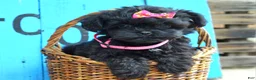 Shihpoo dogs for sale: Samantha  - Ad 7