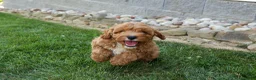 Cavapoo dogs for sale: NELLIE - Ad 13