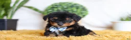 Yorkiepoo dogs for sale: Magnus - Ad 3