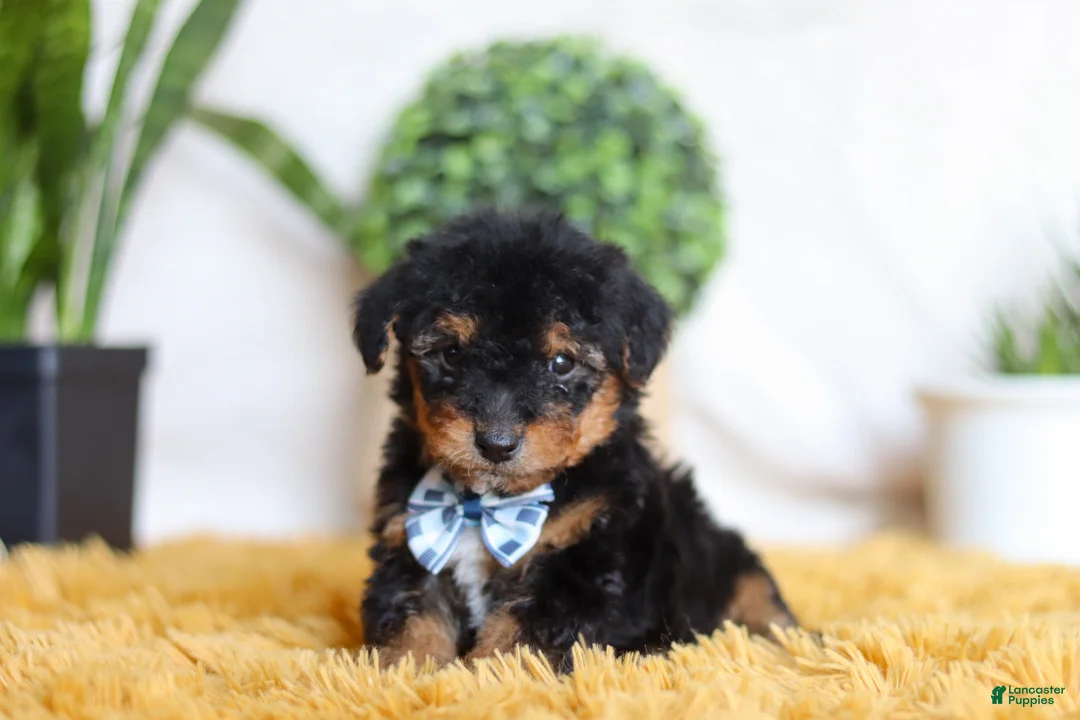 Yorkiepoo dogs for sale: Magnus - Ad 3