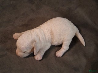 Mixed Breed dogs - Ad 15