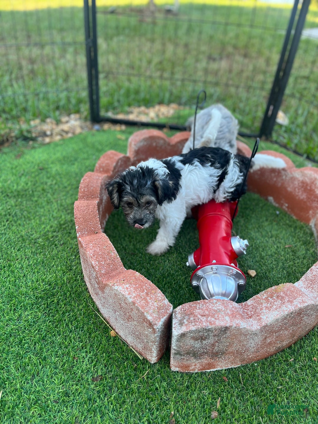 Yorkiepoo dogs for sale: Yorkiepoo Puppy 1 - Ad 3