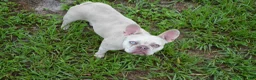 French Bulldog dogs for sale: Sandy - Ad 3