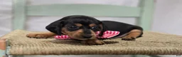 Miniature Dachshund dogs for sale: Alexia - Ad 9