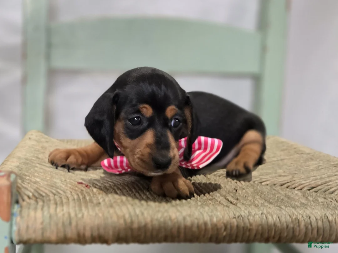 Miniature Dachshund dogs for sale: Alexia - Ad 9