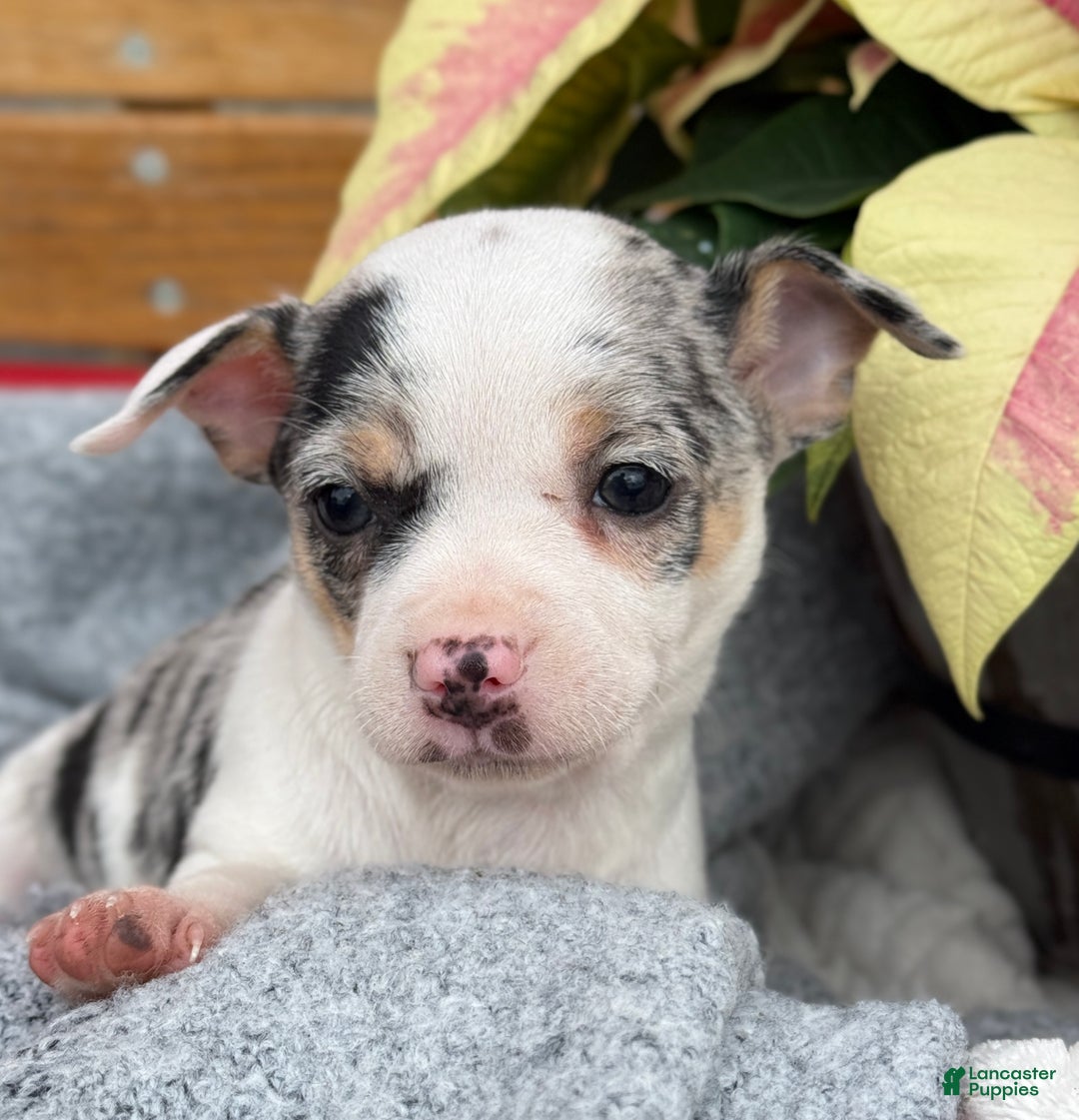 Chihuahua dogs for sale: Clara - Ad 3