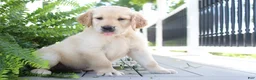 Golden Retriever dogs for sale: Spencer - Ad 1