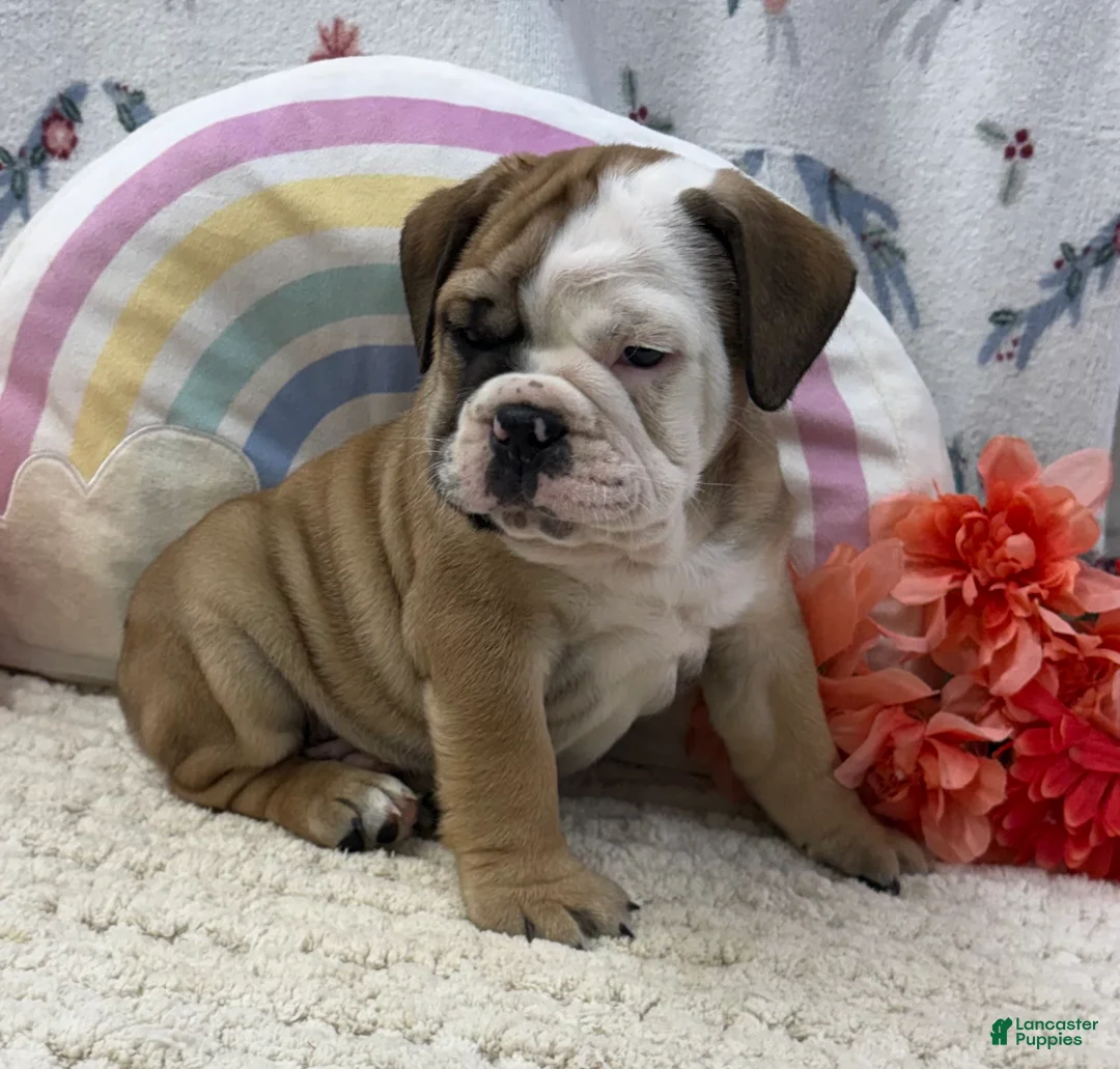 English Bulldog dogs for sale: Zachary - Ad 1