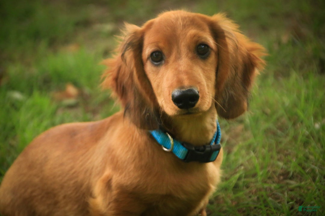 Miniature Dachshund dogs Asher Miniature Dachshund - Ad 1