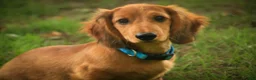 Miniature Dachshund dogs for sale: Asher Miniature Dachshund - Ad 7