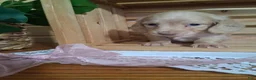 Dachshund dogs for sale: Millie - Ad 4