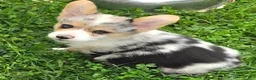 Welsh Corgi Pembroke dogs for sale: Stunning Stanley  - Ad 6