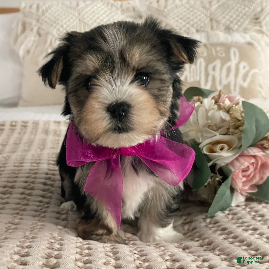 Morkie dogs for sale: Nellie - Ad 5