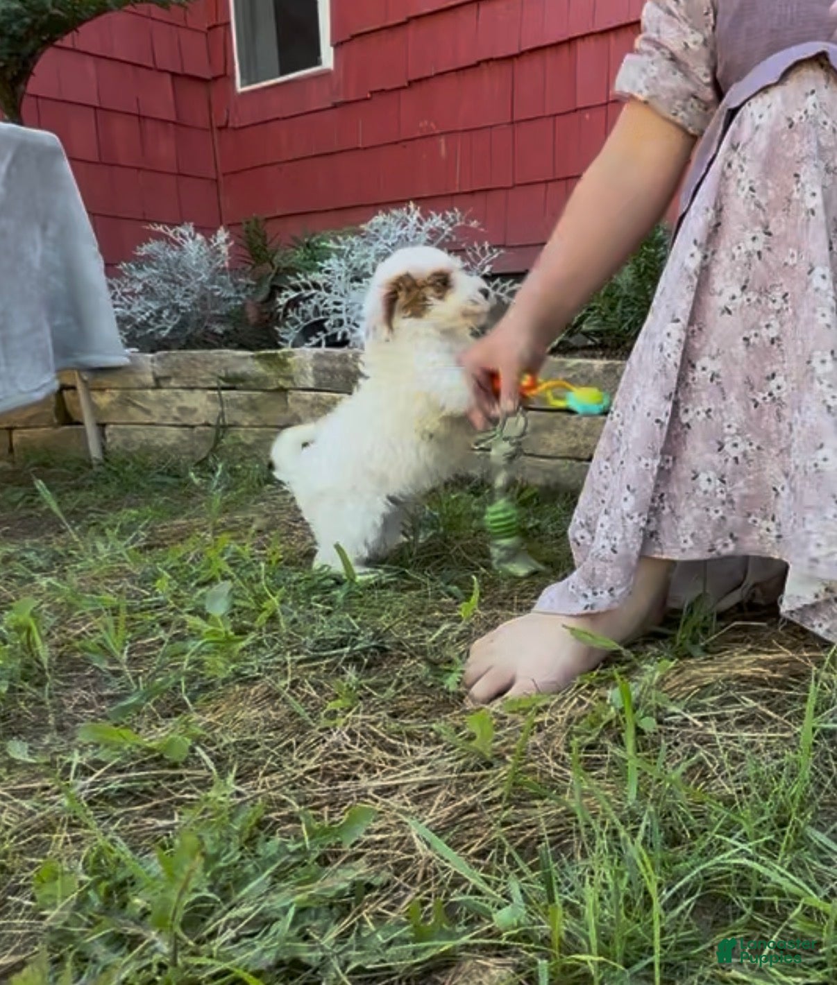 Mini Goldendoodle dogs Dixie - Ad 1